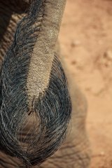 02-Elephant tail